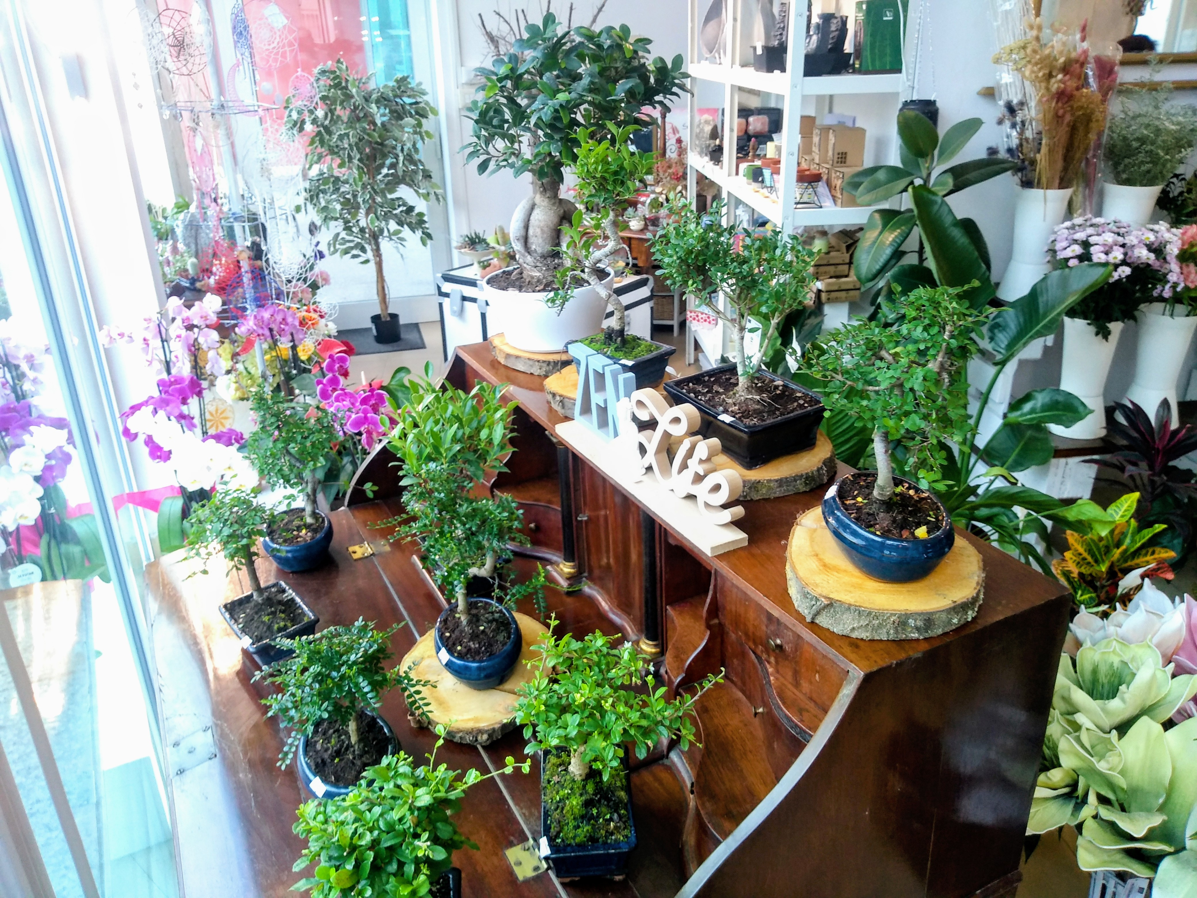 L'Arte del verde: Kokedama e Bonsai