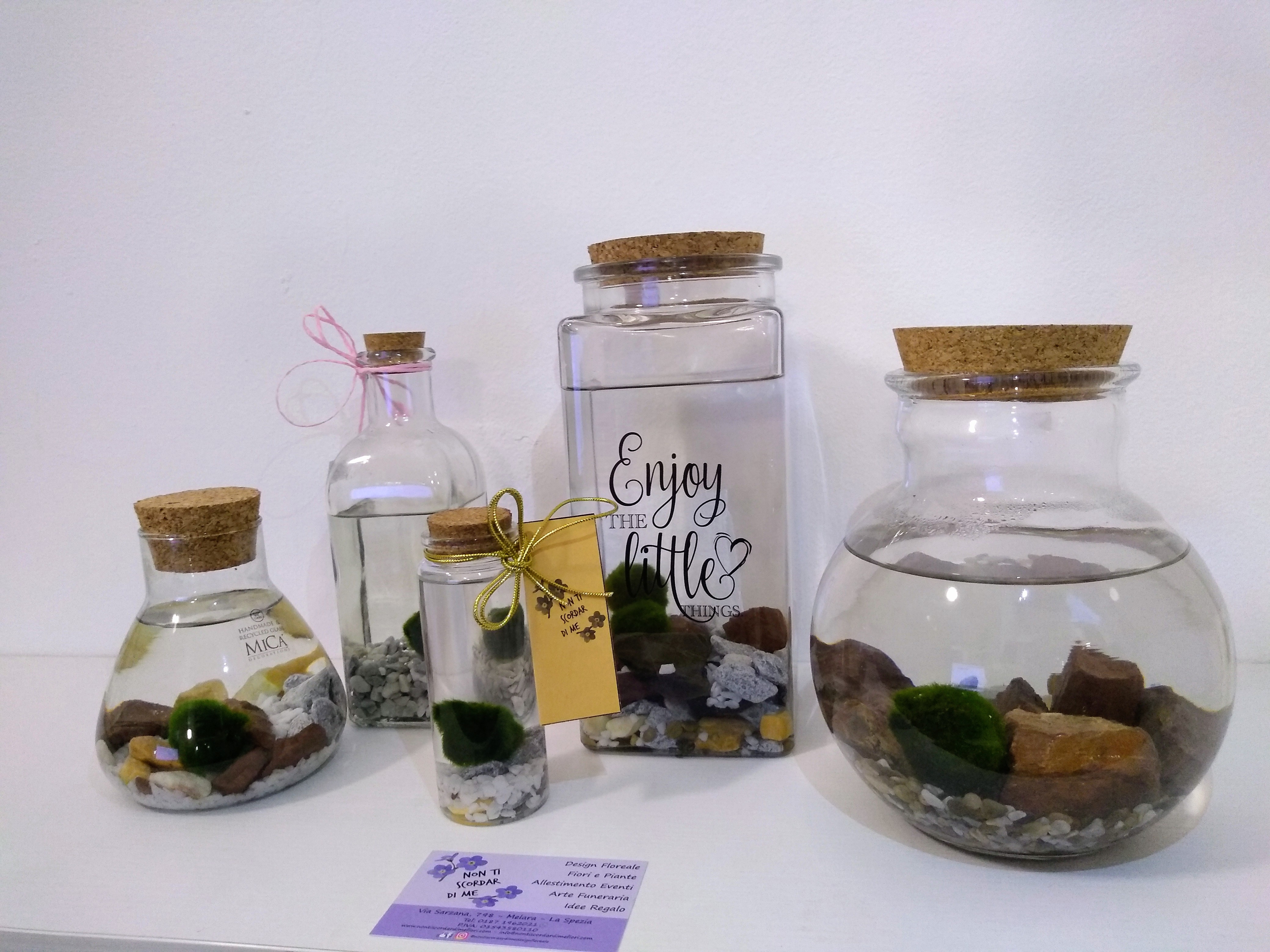 Alga Marimo: Il Fascino dell'Acqua